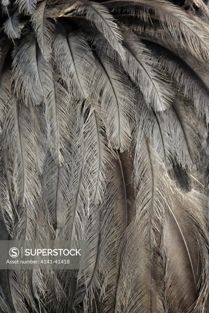 greater rhea, rhea americana, feather detail, brazil