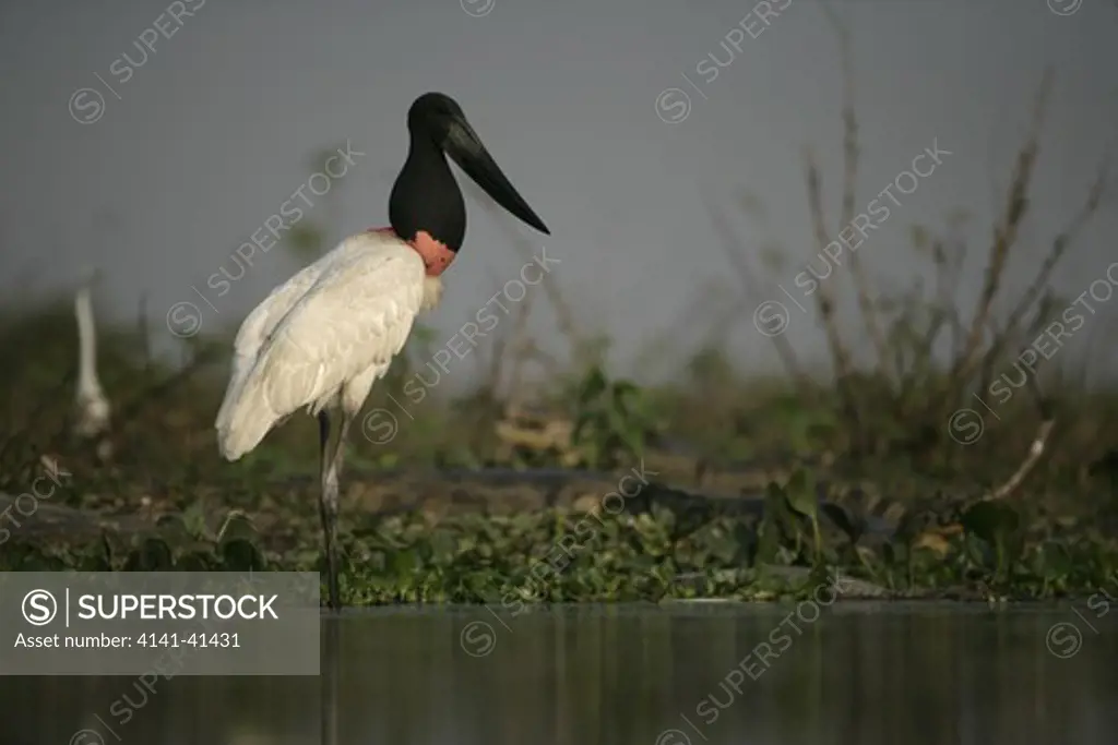 jabiru stork, jabiru mycteria, pantanal, brazil
