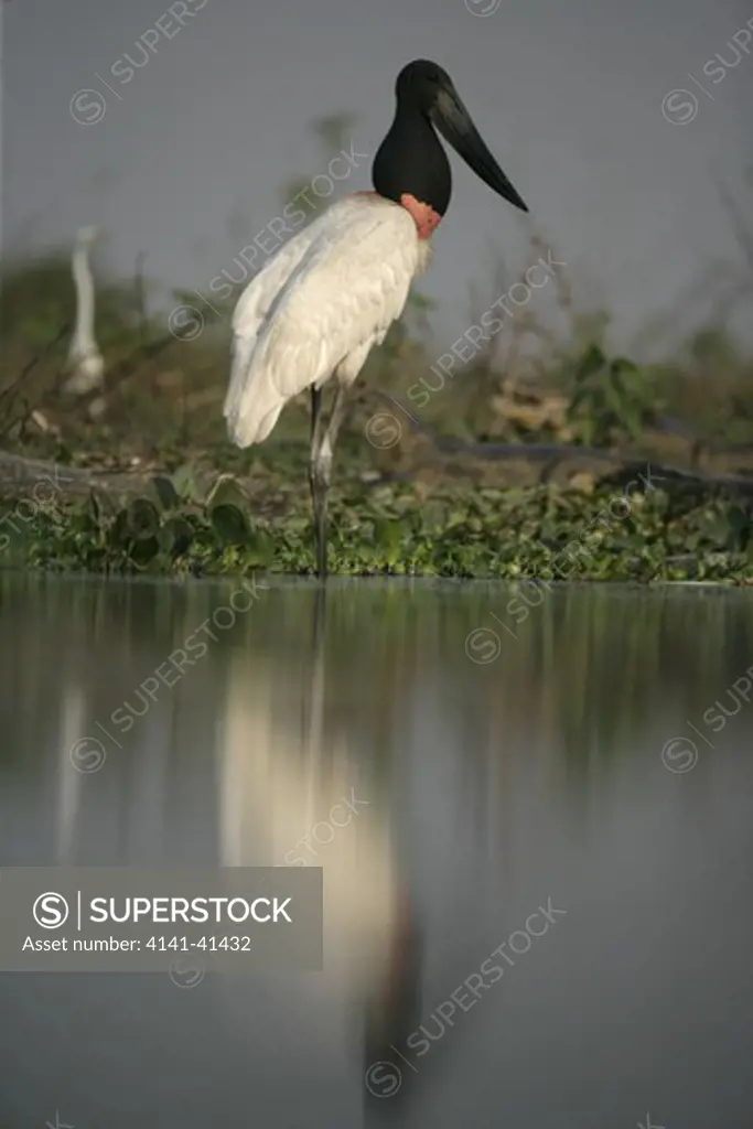jabiru stork, jabiru mycteria, pantanal, brazil