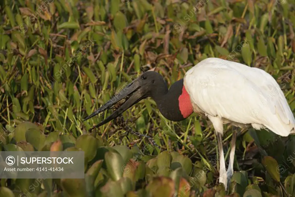 jabiru stork, jabiru mycteria, feeding on spectacled caiman (caiman crocodilus) pantanal, brazil