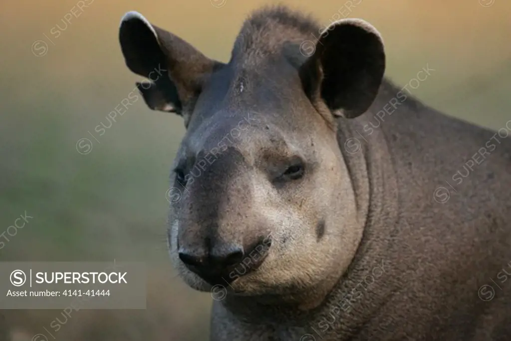 brazilian tapir, tapirus terrestris, brazil