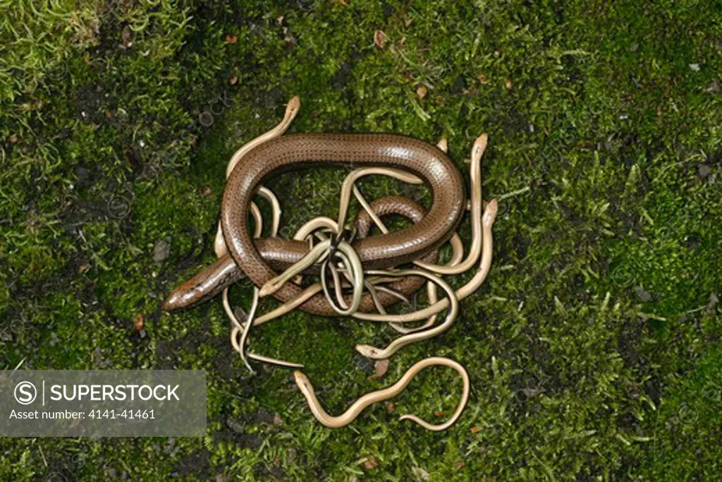 slow worm, anguis fragilis, young, uk 