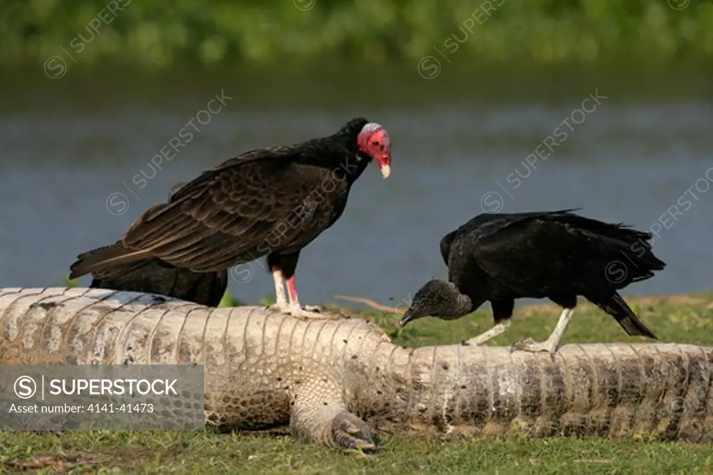 turkey vulture, cathartes aura and american black vulture coragyps atratus, brazil, on caiman