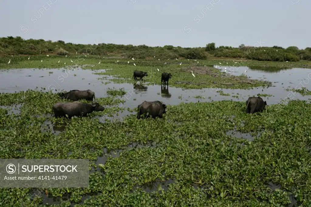 water buffalo, bubalus bubalis, pantanal, brazil 