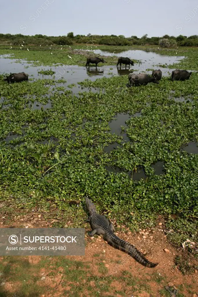 water buffalo, bubalus bubalis, and spectacled caiman, caiman crocodilus, pantanal, brazil 