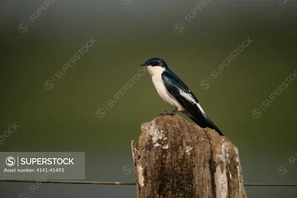 white-winged swallow, tachycineta albiventer, pantanal, brazil