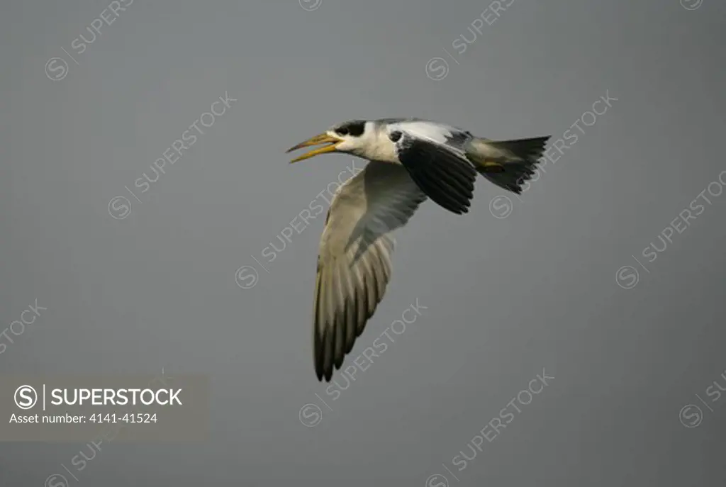 large billed tern, torgos tracheliotus, flight, brazil