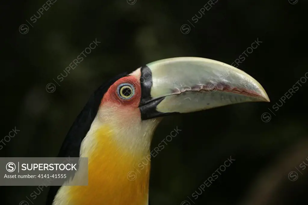red-breasted toucan, ramphastos dicolorus, brazil