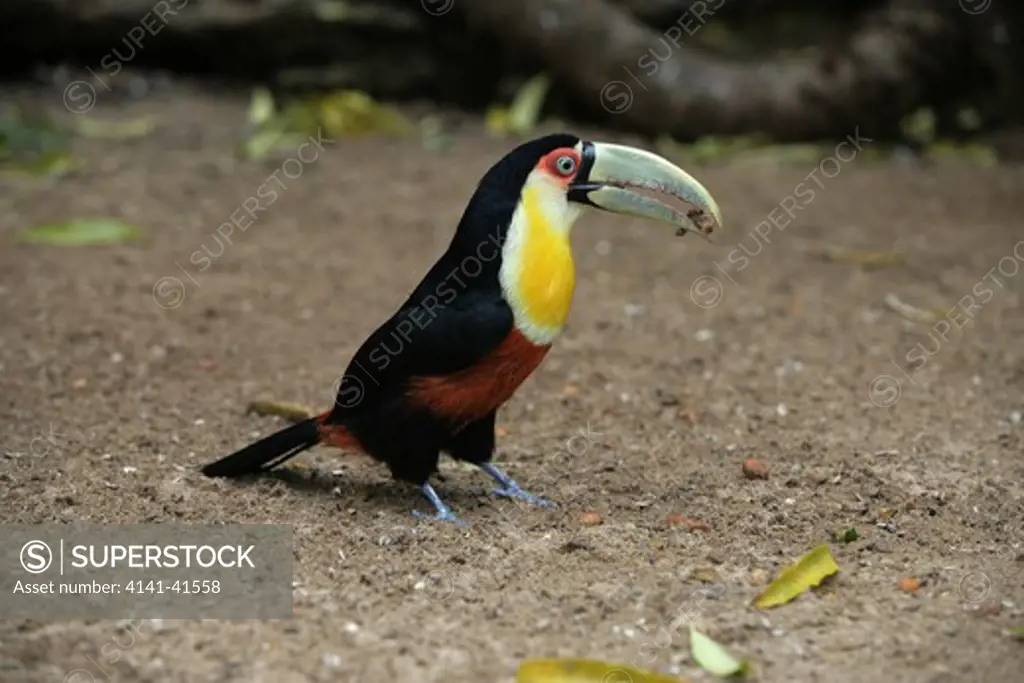 red-breasted toucan, ramphastos dicolorus, feeding, brazil