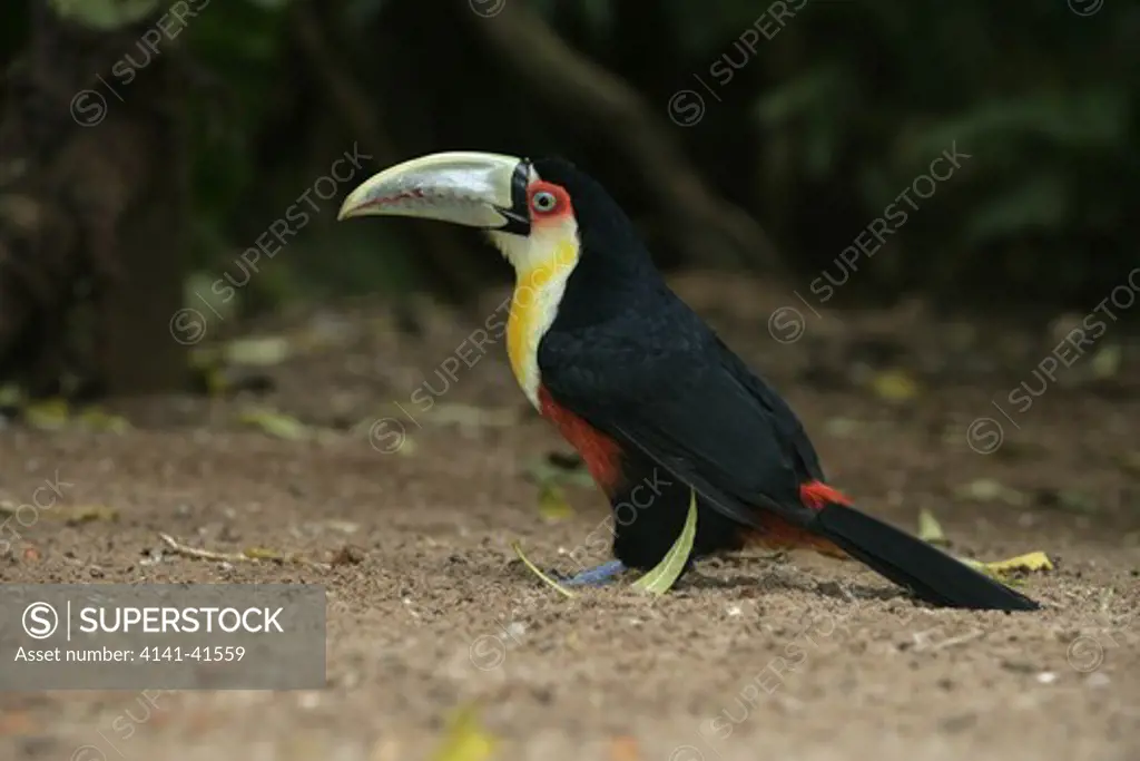 red-breasted toucan, ramphastos dicolorus, brazil