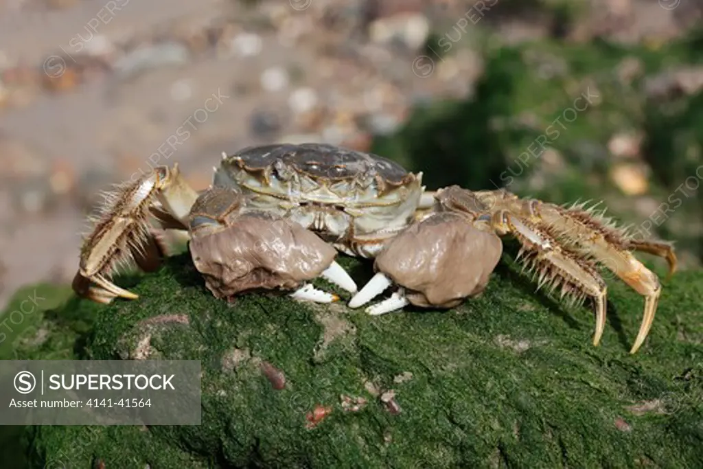 chinese mitten crab, eriocheir sinensis, thames, london, october 2009