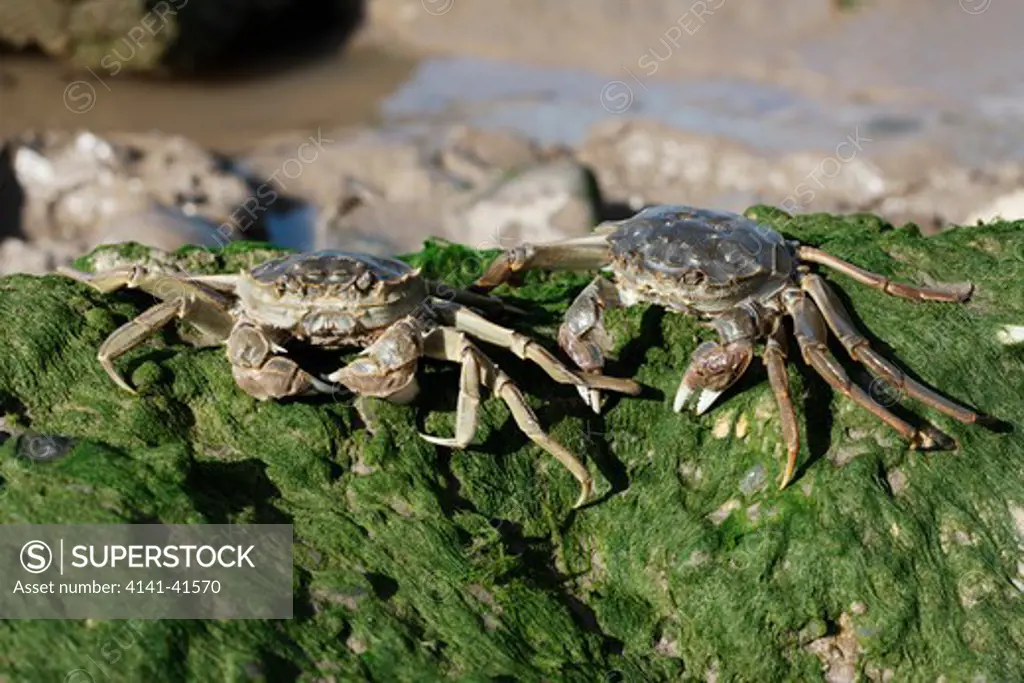 chinese mitten crab, eriocheir sinensis, pair, thames, london, october 2009