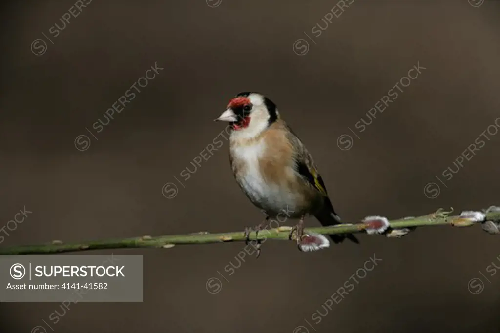 goldfinch, carduelis carduelis, warwickshire, spring 