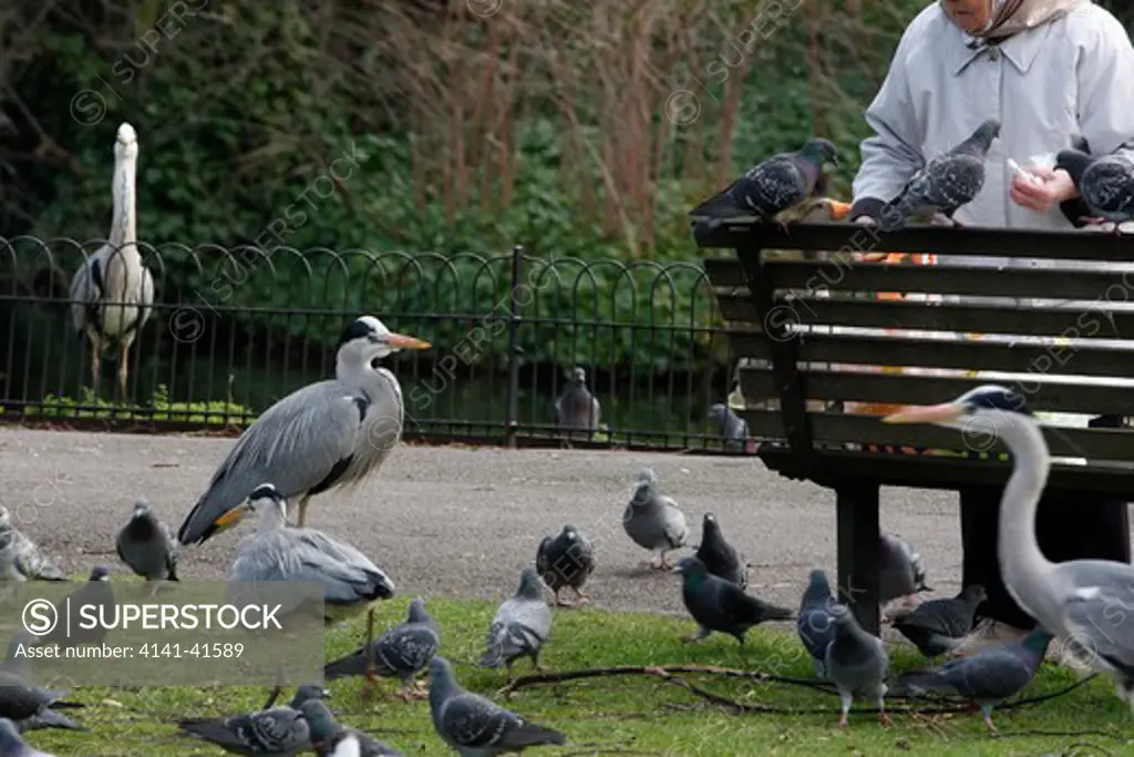 grey heron ardea cinerea, being fed by people in regents park, london, spring 