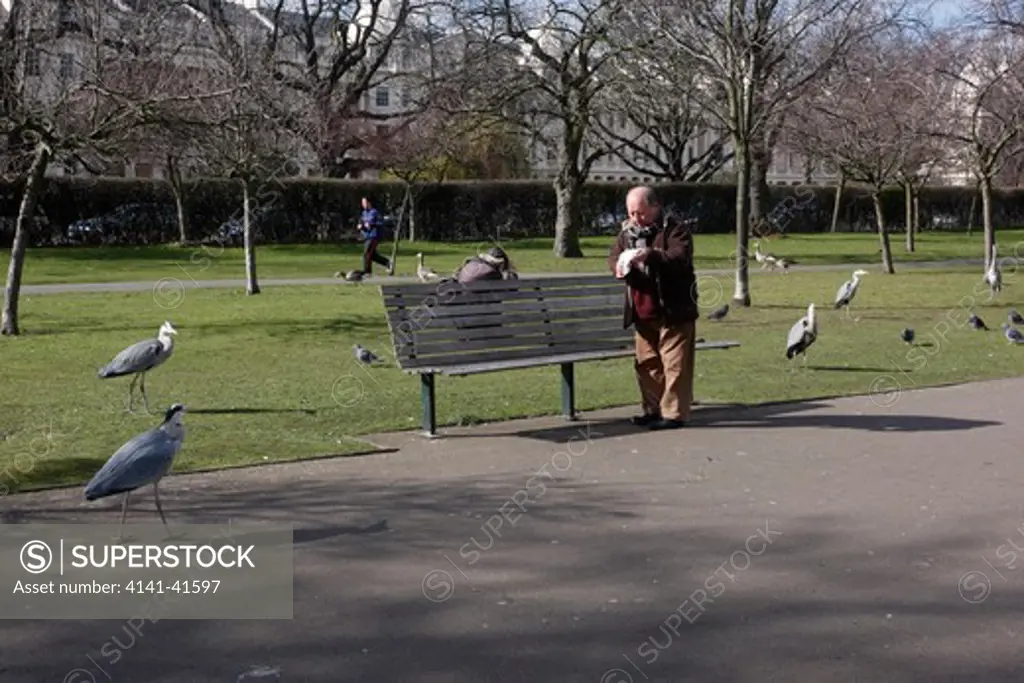 grey heron ardea cinerea, being fed by people in regents park, london, spring 
