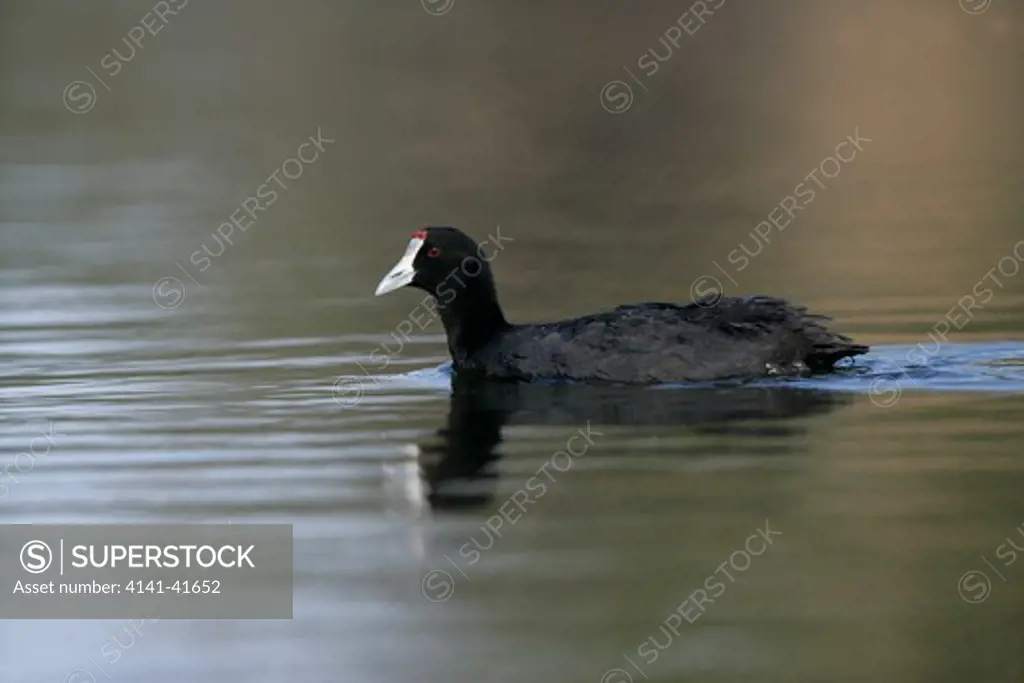 crested or red-knobbed coot fulica cristata, spain, spring 
