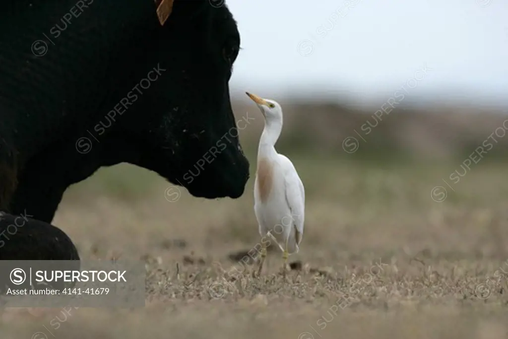cattle egret bubulcus ibis, taking flies from cow, spring, spain 