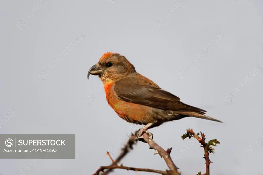 crossbill loxia curvirostra, male, spain, spring 