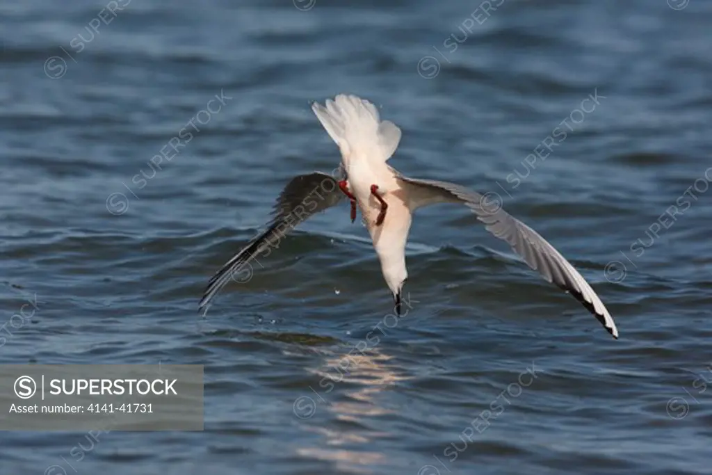 slender-billed gull, larus genei, flight, spain, spring 