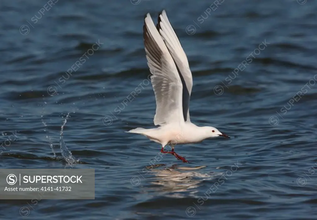slender-billed gull, larus genei, flight, spain, spring 