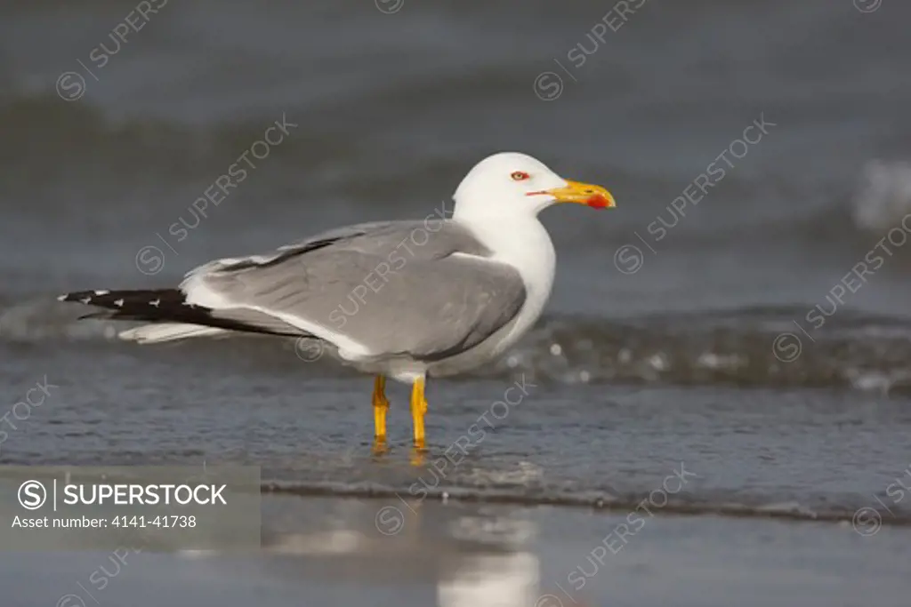 yellow legged gull, larus cachinnans, france
