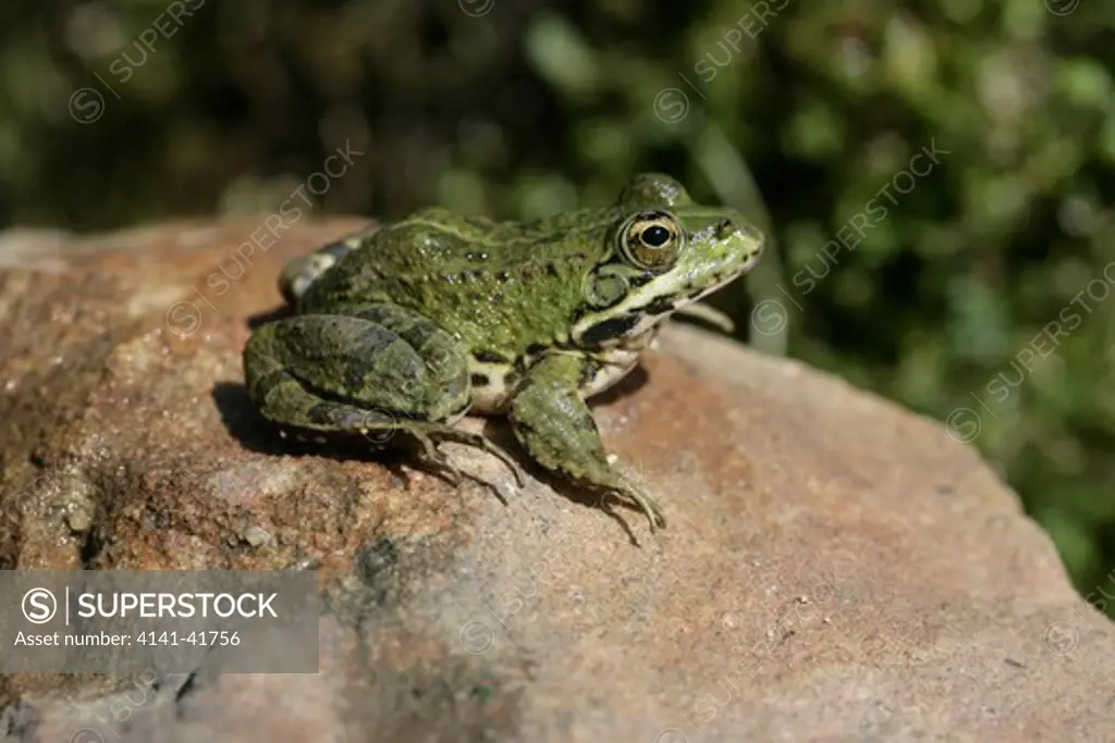 iberian marsh frog, rana perezi, spain 