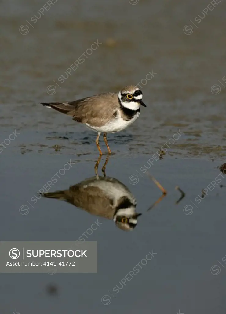 little-ringed plover, charadrius dubius, standing by water, spring, spain 