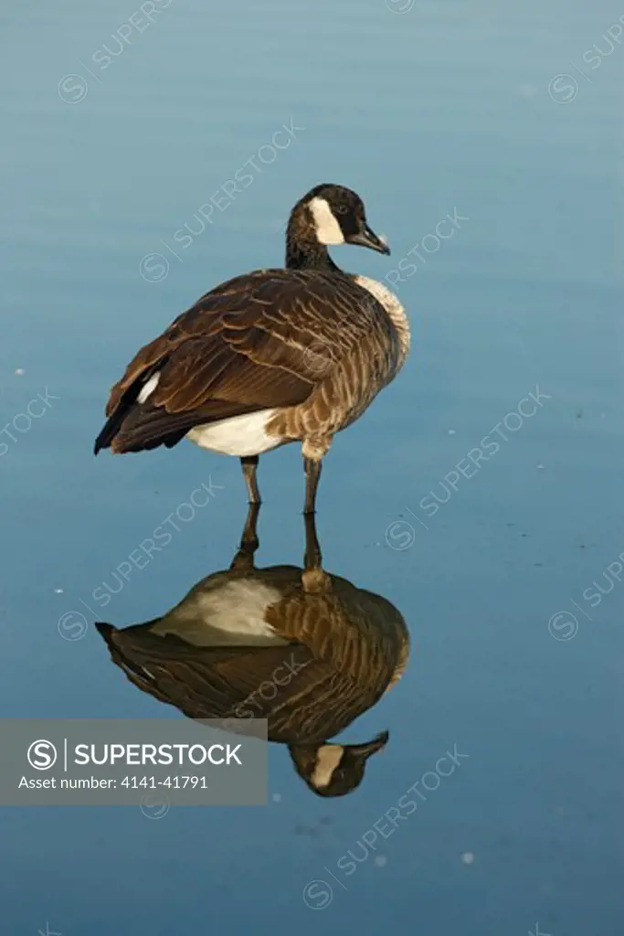 canada goose, branta canadensis, single bird standing in water with reflection, new york, usa, august 2008 