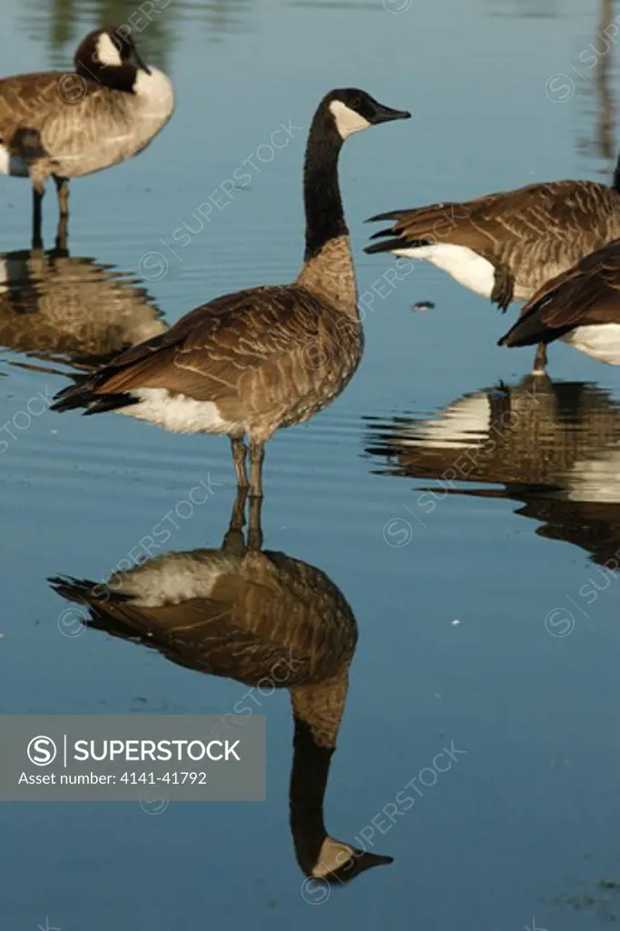 canada goose, branta canadensis, group of birds standing in water with reflections, new york, usa, august 2008 