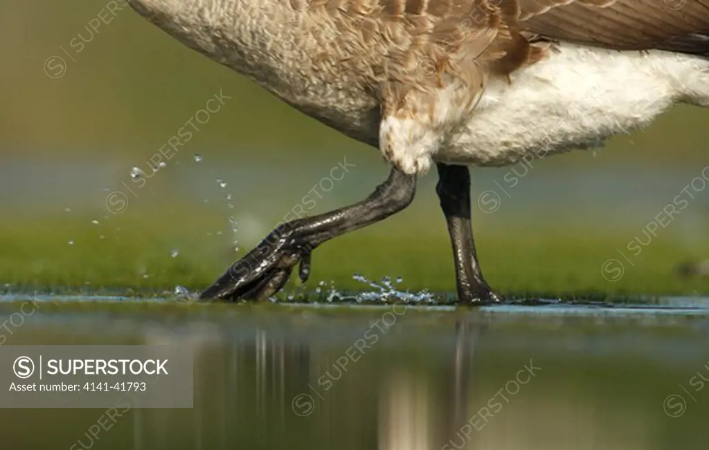 canada goose, branta canadensis, single birds legs spalshing in water, new york, usa, august 2008 