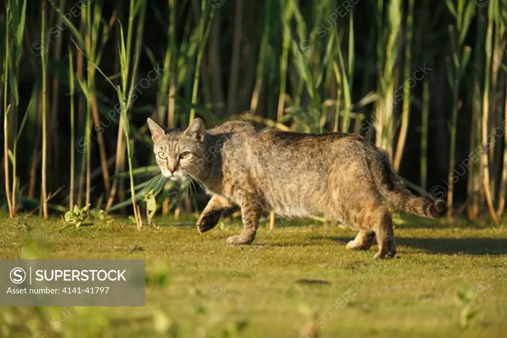 domestic cat, single cat stalking by reedbed, new york, usa