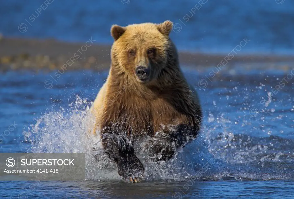american brown or grizzly bear ursus arctos running through water in pursuit of salmon alaska.