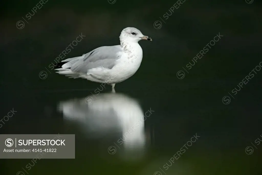 ring-billed gull, larus delawarensis, single bird standing in water, new york, usa , summer 