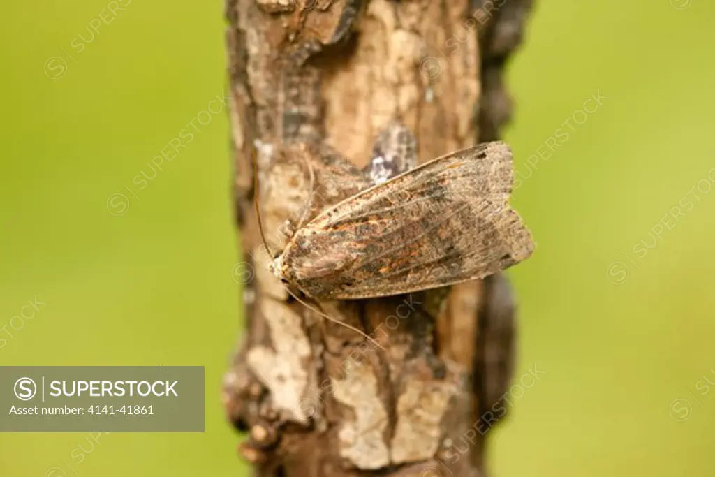 large-yellow underwing moth, noctua pronuba, midlands, uk 