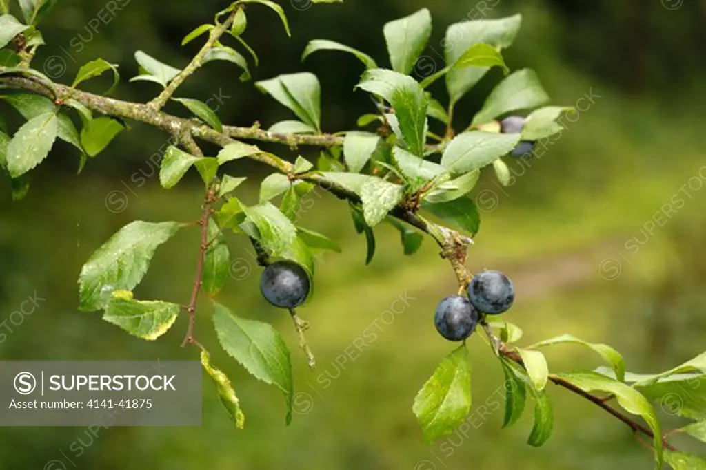 buckthorn or sloe, prunus spinosa, berries, midlands, uk, autumn