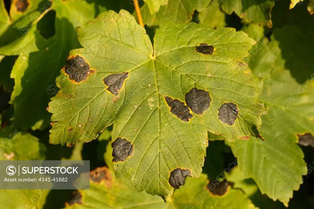 tar spot fungi, rhytisma acerinum, on sycamore leaf, midlands, uk 