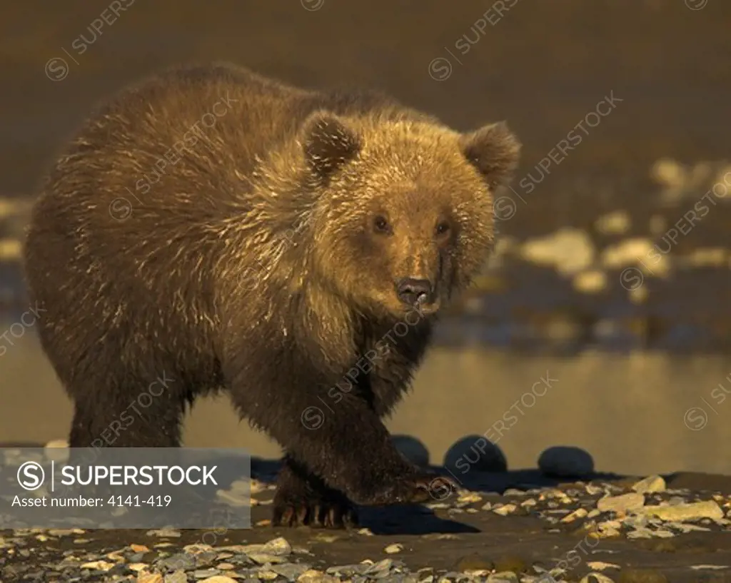 american brown or grizzly bear young ursus arctos alaska.