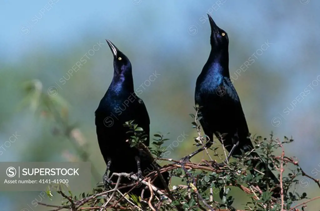 boat tailed grackle (quiscalus major) 