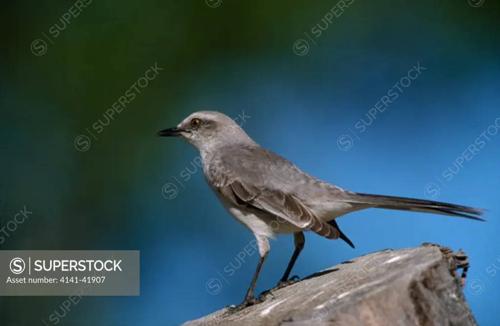 tropical mockingbird (mimus gilvus) 