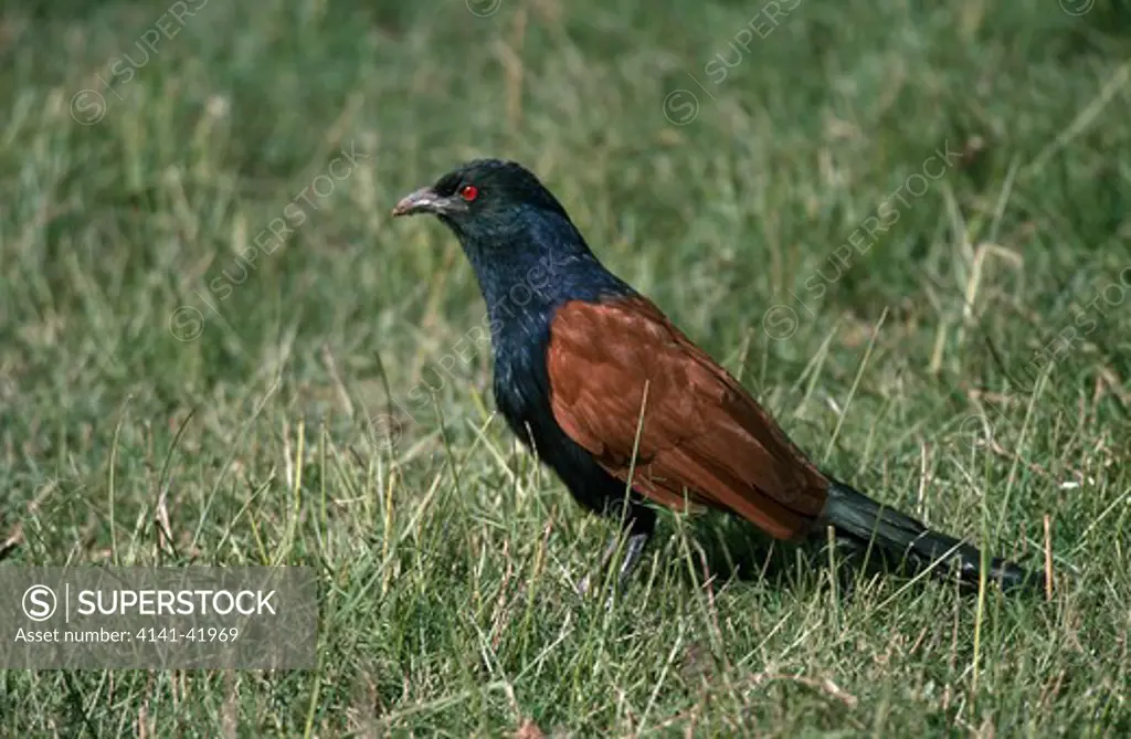 greater coucal, centropus sinensis