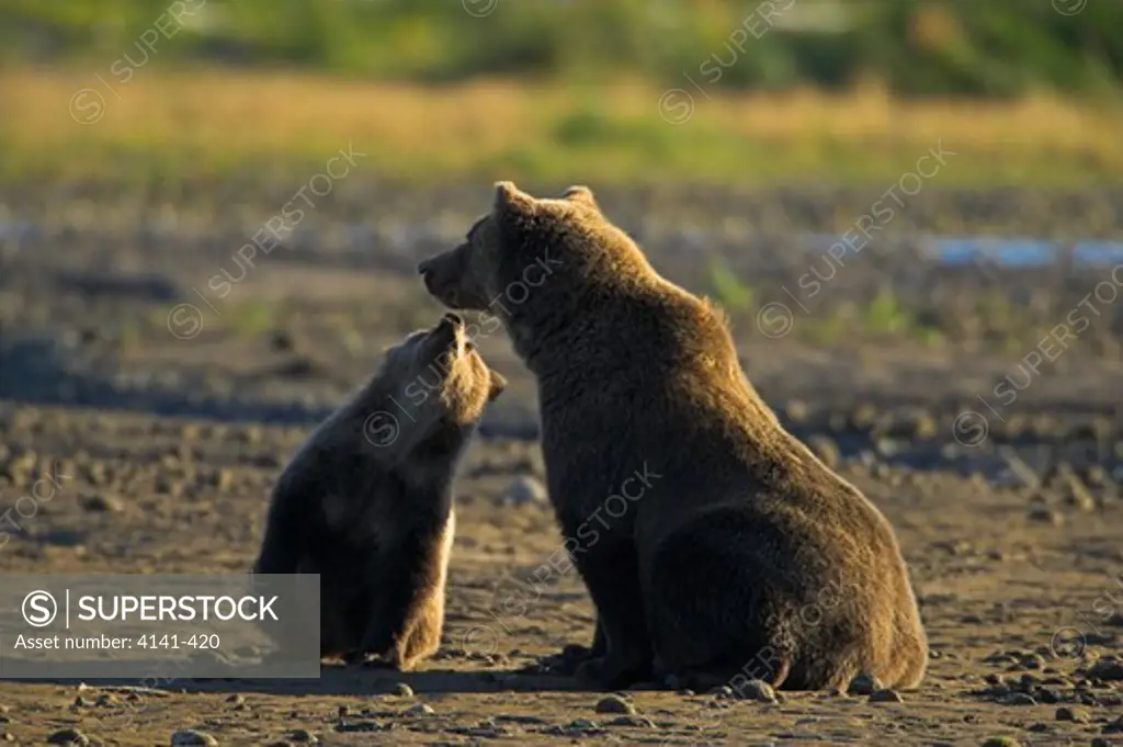 american brown or grizzly bear ursus arctos mother and young alaska.