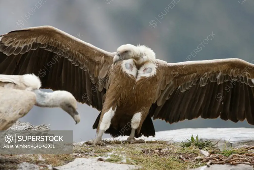 eurasian griffon vulture, gyps fulvus, spain, winter 