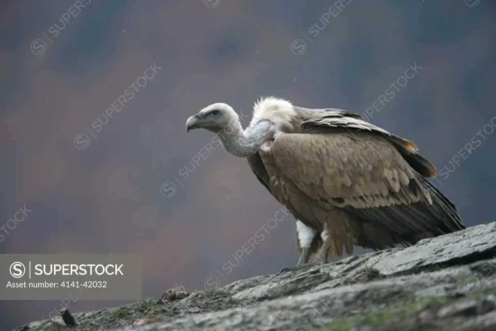 eurasian griffon vulture, gyps fulvus, spain, winter 