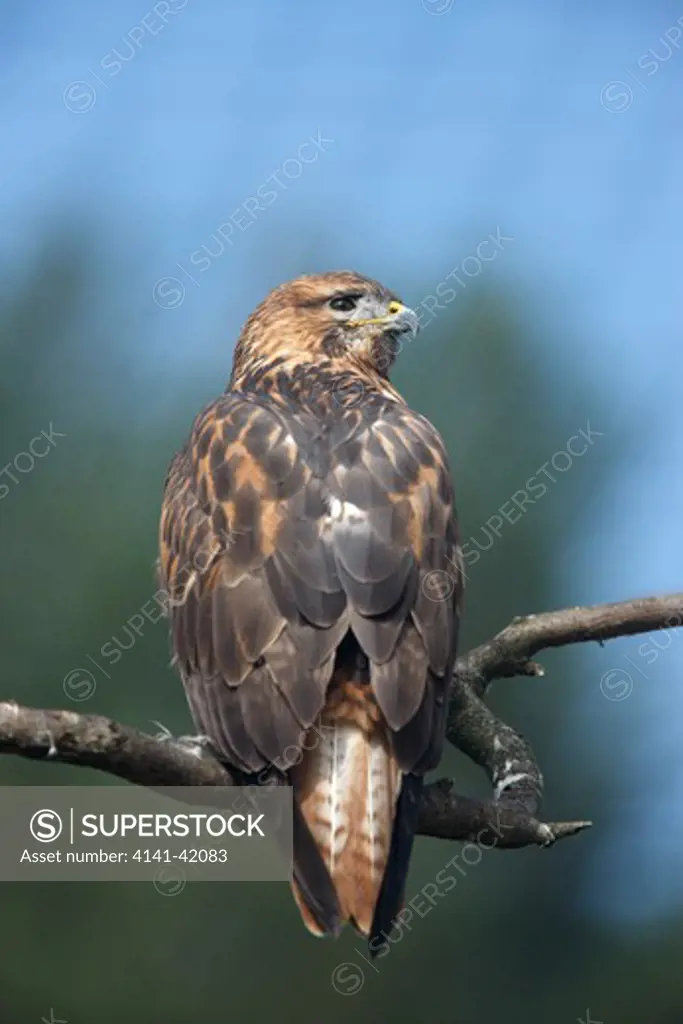 long-legged buzzard, buteo rufinus, captive bird on branch, native to eastern europe, autumn 