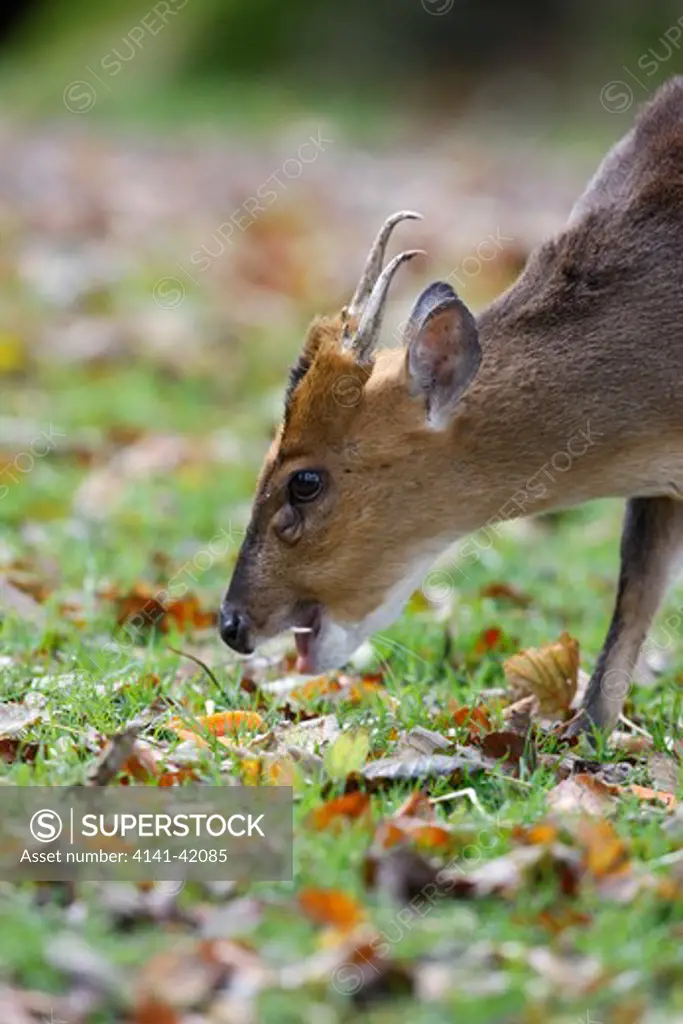 chinese muntjac, muntiacus reevesi, male, wales, october