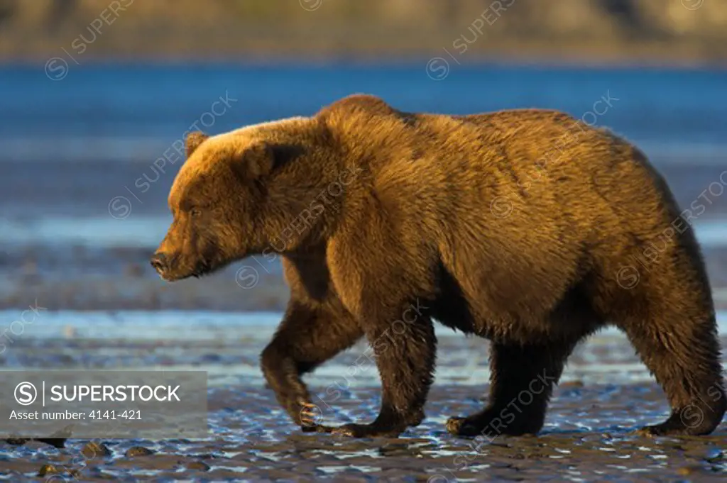 american brown or grizzly bear male ursus arctos alaska.