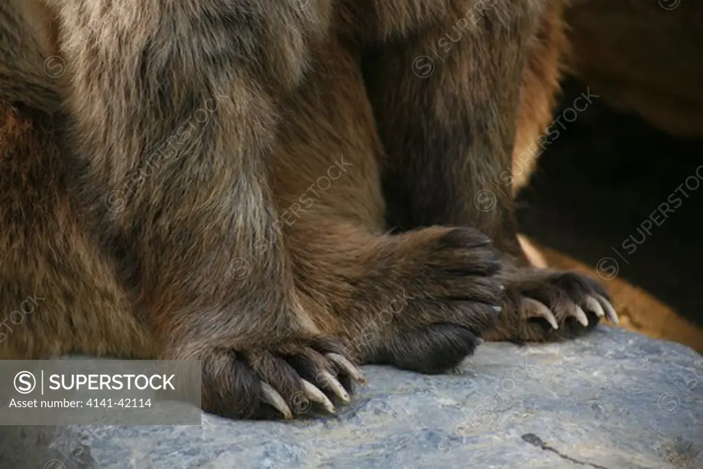 european brown bear (ursus arctos) feet detail date: 12.12.2008 ref: zb829_126210_0007 compulsory credit: nhpa/photoshot