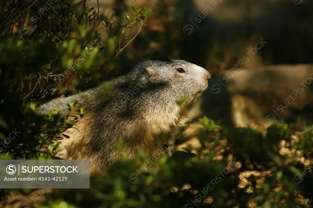 alpine marmot (marmota marmota) french pyrenees. date: 12.12.2008 ref: zb829_126210_0022 compulsory credit: nhpa/photoshot