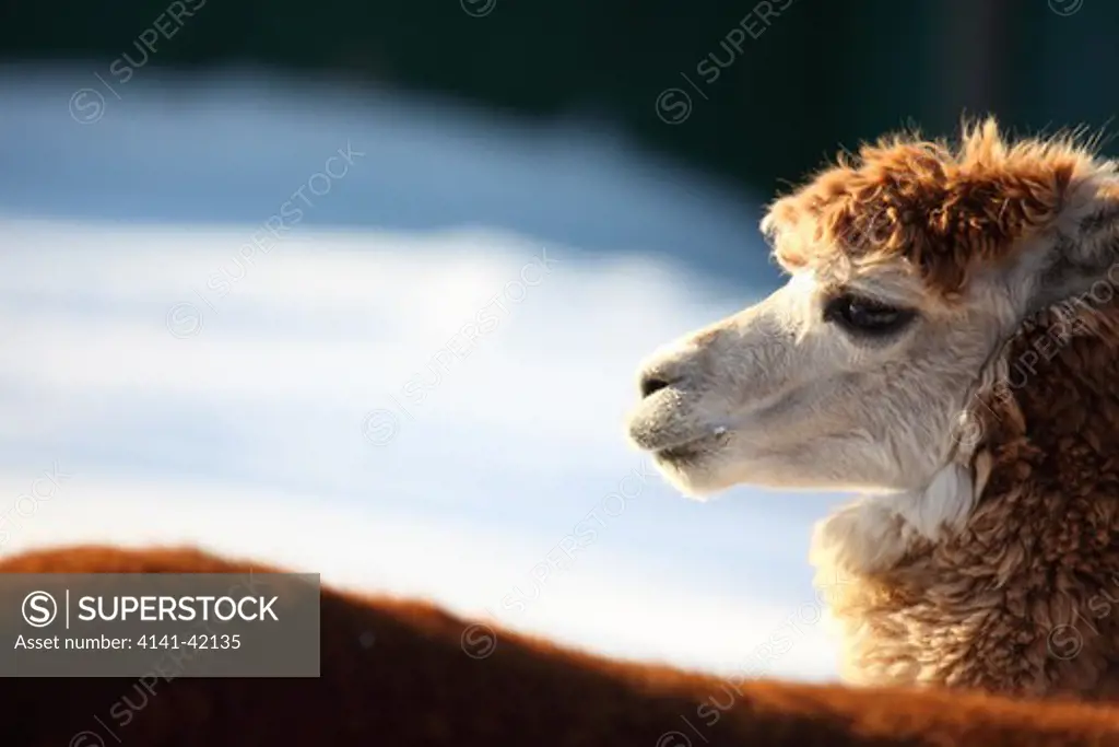 alpaca (vicugna pacos)