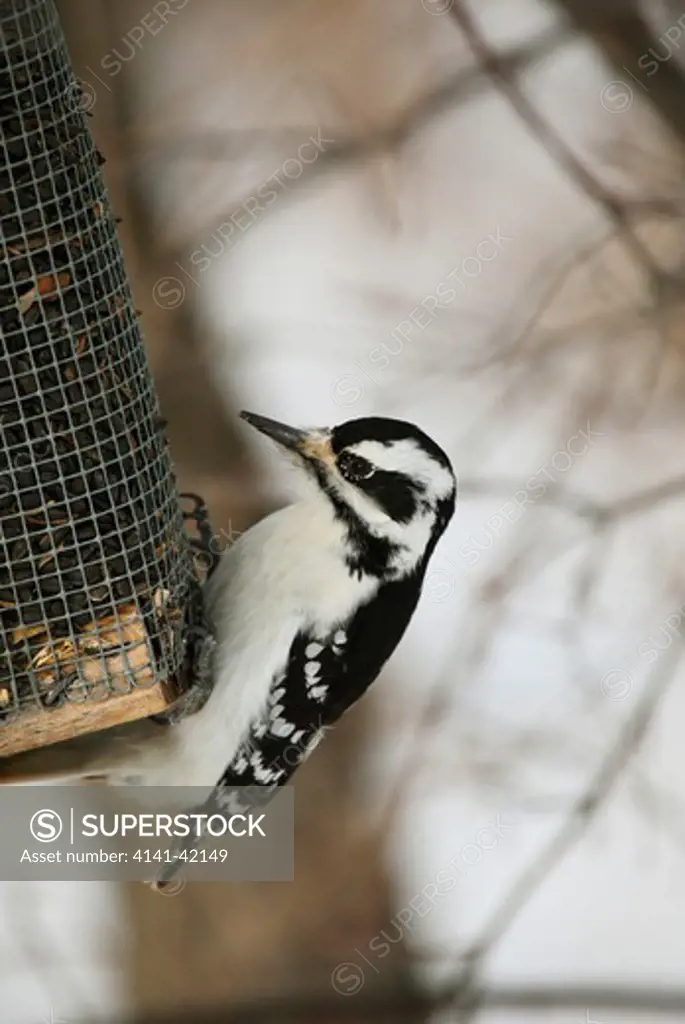 downy woodpecker (picoides pubescens)